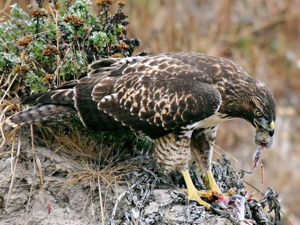 A hawk (juvenile red-tailed hawk — Buteo jamaicensis) eating its prey (California meadow vole — Microtis californicus) by Steve Jurvetson is licensed under CC 2.0 Generic license.